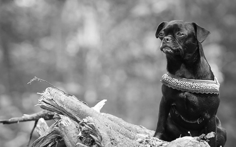 Hund mit Blick auf sein Herrchen mit link zur Tierfotografie